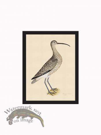 Rudbeck CFA_BF 35 Curlew